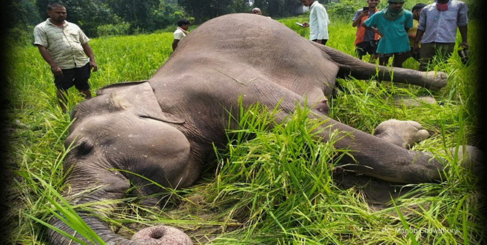 Elephant that died after being electrocuted
