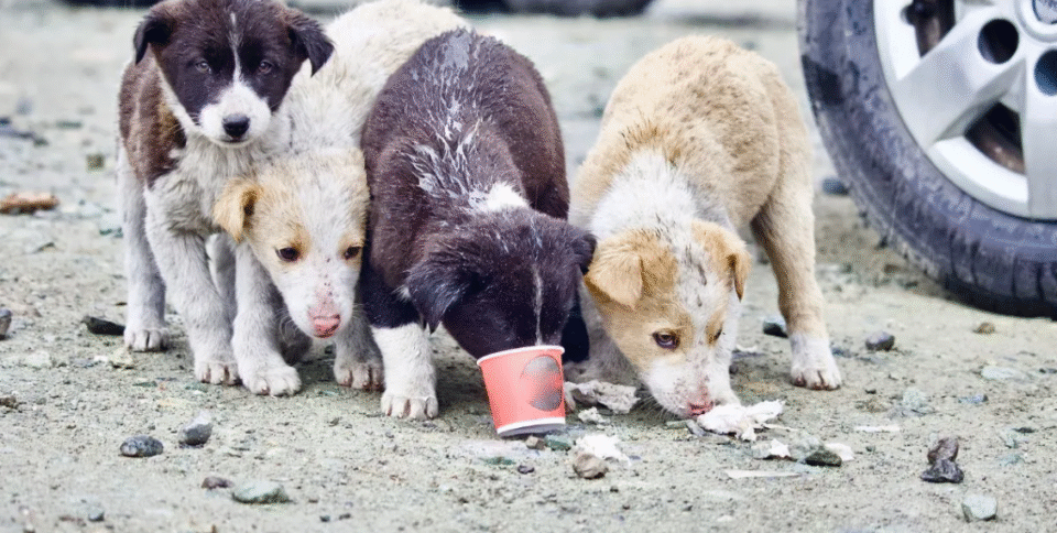 Supreme Court to Review Stray Dog Relocation Order in Delhi-NCR Amid Protests