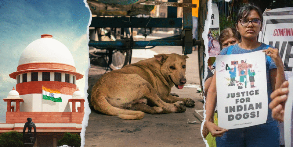 India’s Stray Dogs Dilemma - Laws, Loopholes & Lasting Solutions